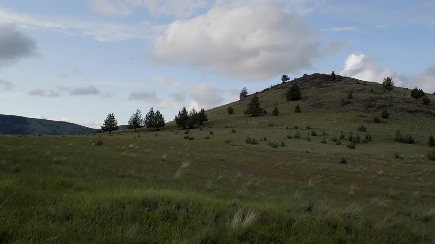A hill covered in some trees and grasses