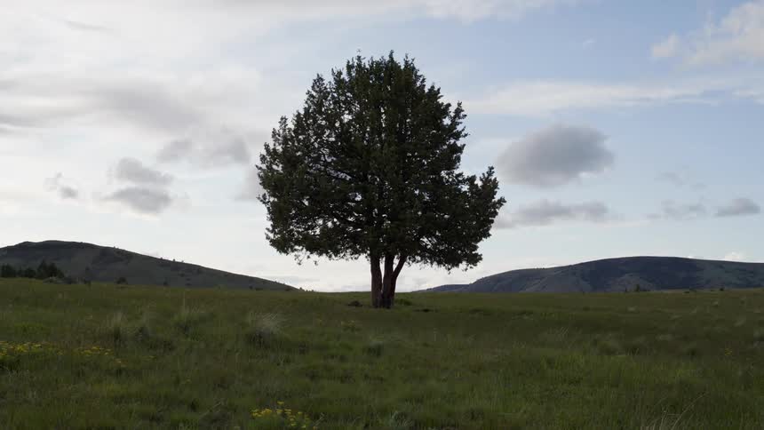 Tree on a mountain on a blue sky day with clouds