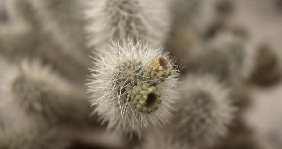 Buds bloom from the tip of a prickly cactus