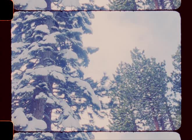 A winter scene with tall pine trees covered in snow caught on vintage film