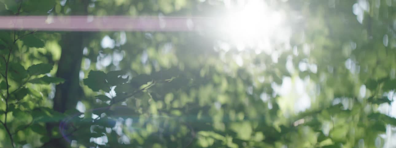 Sunlight passes through the branches of a tree