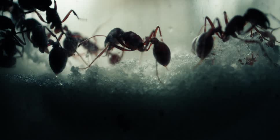 An extreme close up of ants