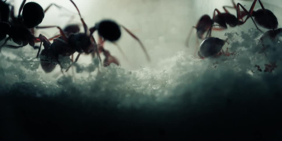 A macro close-up of ants