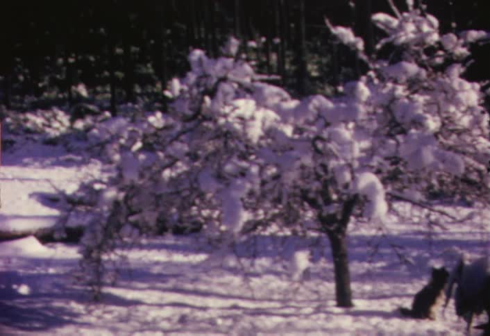 A cat is sitting near a tree that is heavily covered in snow