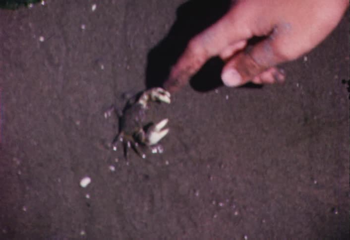 A young boy pokes at a small crab on the beach