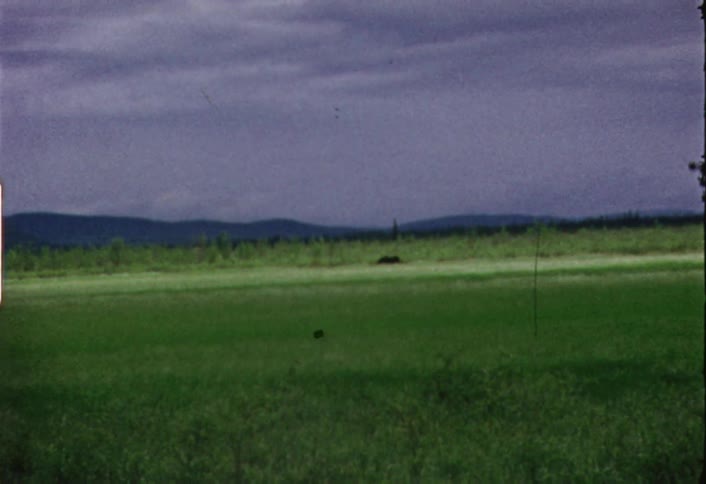 An animal is grazing in a field