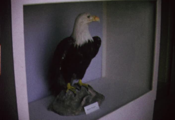 Statue of a bald eagle in a display area