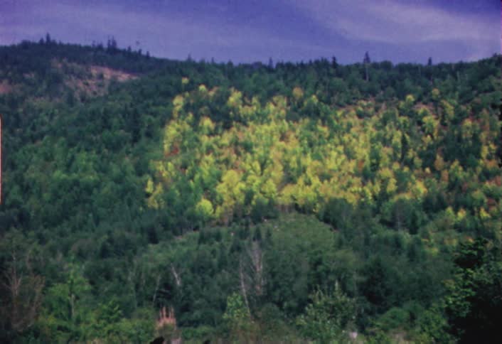 A forest of colorful trees