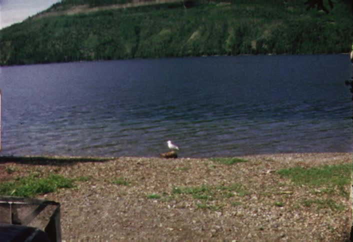 A bird stands perched on a rock in front of a lake