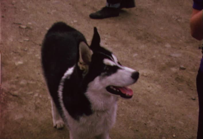 A black and white dog looks around and follows a person