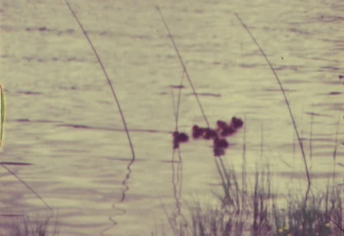 A group of ducklings floating on a body of water is chased away by a duck