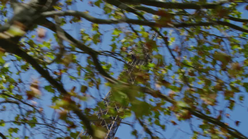 The eiffel tower against a blue sky through green leaves and branches