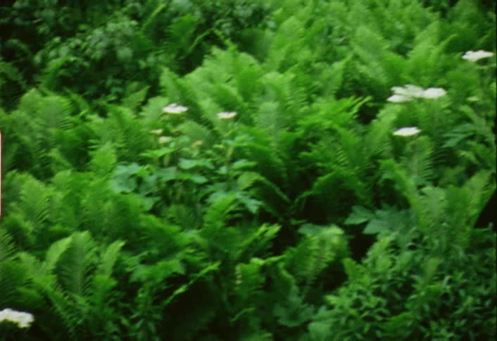 White flowers sitting amongst green shrubbery