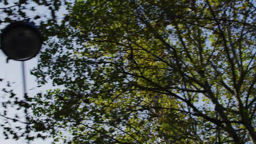 View upwards that trees and the eiffel tower in paris france during the day