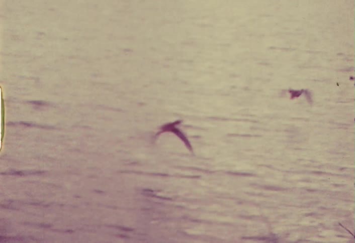 Ducks flying over a lake