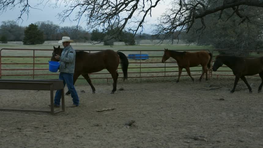 Man carrying a bucket of food for his horses and pouring it in their trough as they approach