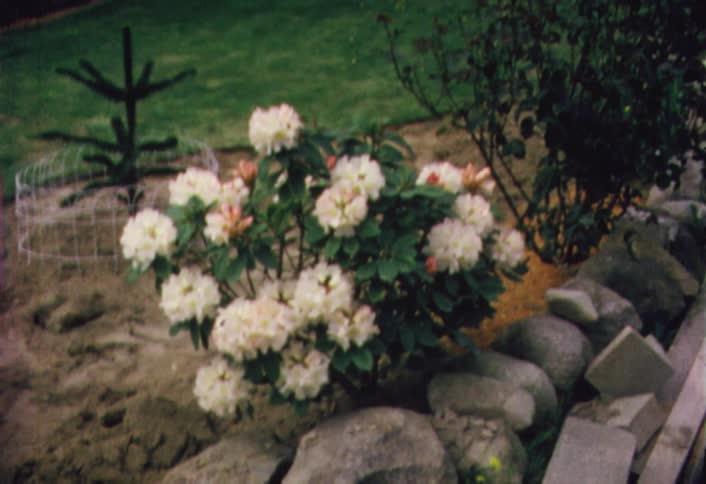 The flowers in this garden are white and pink