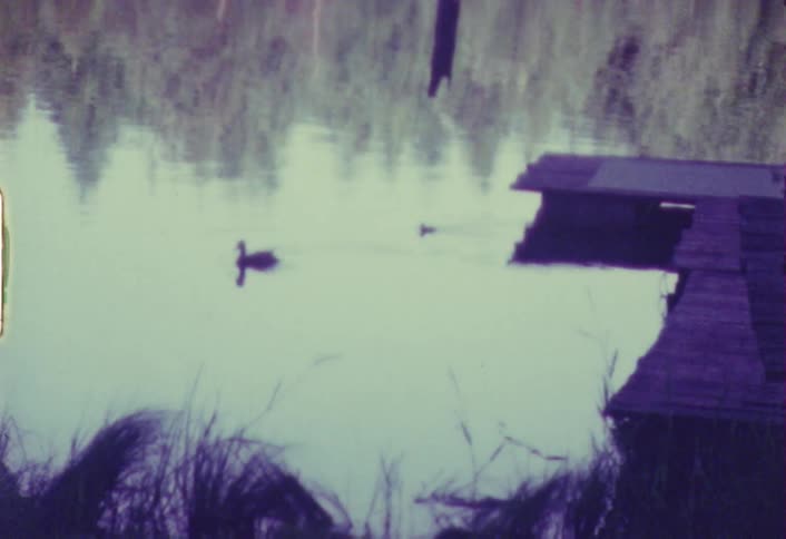 Duck and duckling swimming in a pond