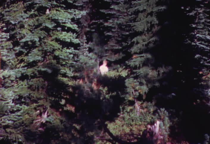 Man standing in a heavily wooded area