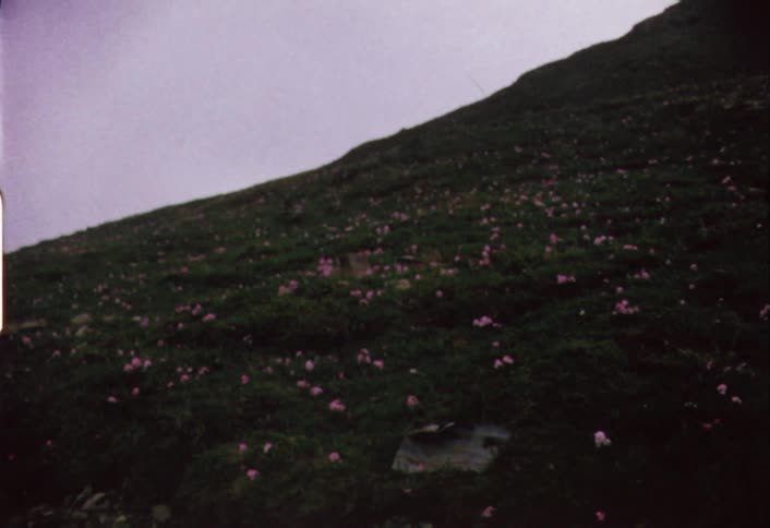 Pink flowers  growing on a green hillside on a cloudy day