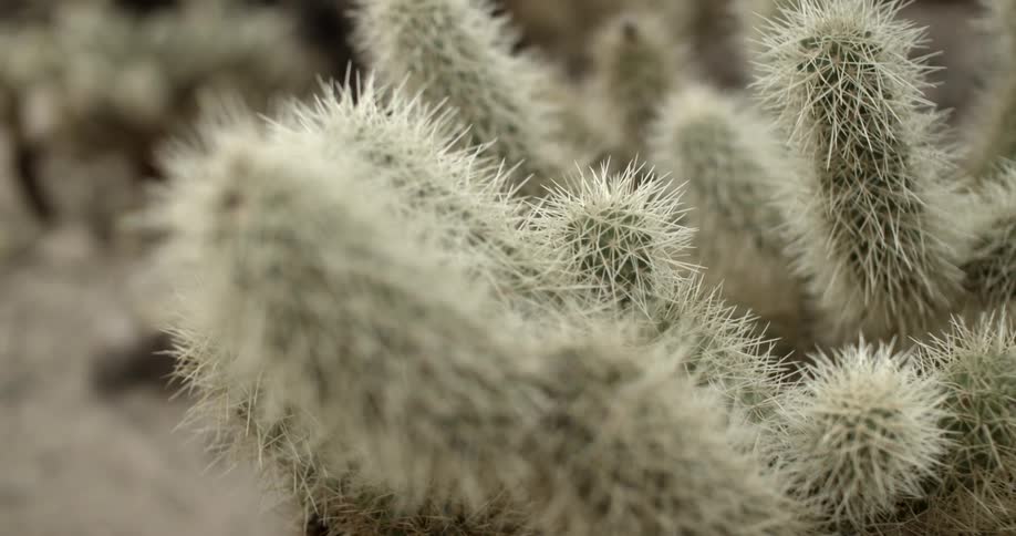 A cactus in the desert bearing many spines