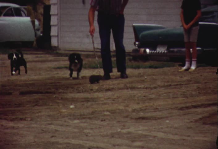 People outdoors with some pets