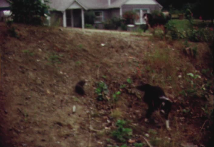 A dog wags its tail on a hill