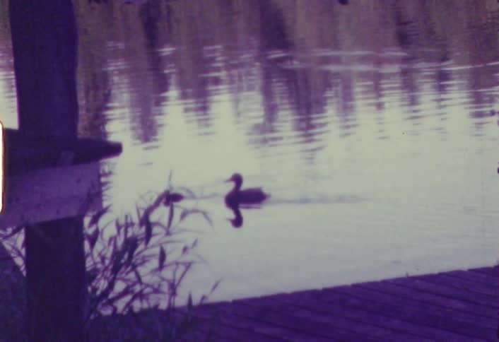 A baby and parent duck swimming in a lake