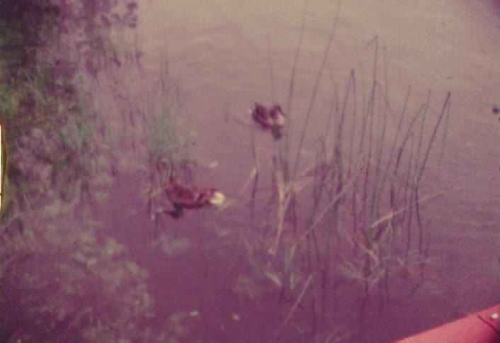 An older film of someone filming ducks in water
