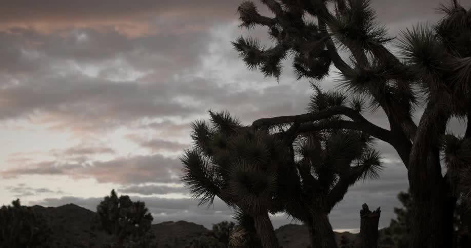 Clouds float over trees in the desert at sunset