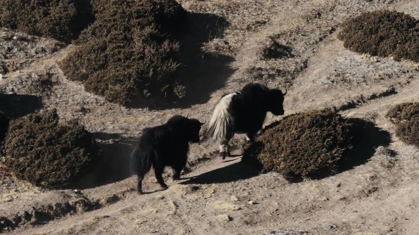 Two blackcoated buffaloes walking on steep ground