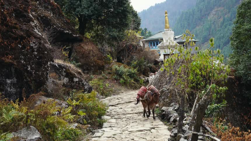 Two donkeys wander along a stone path near a home in a rural area