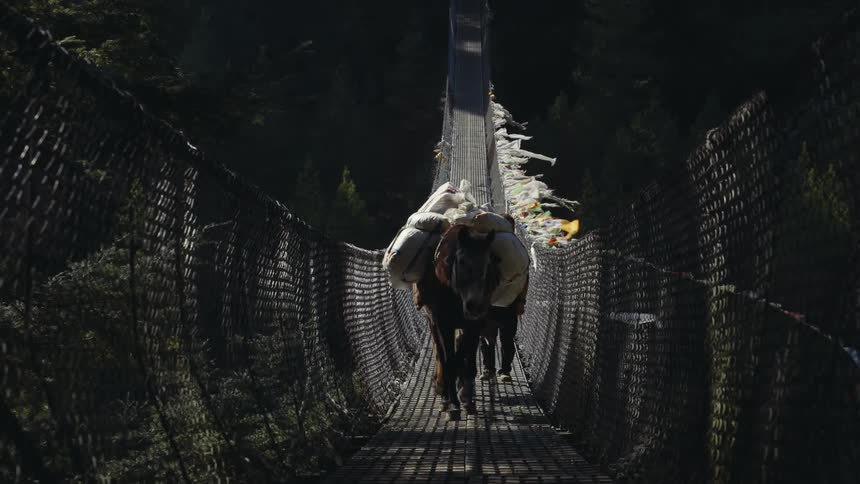 Donkeys loaded with backpacks walking on a suspension bridge in the middle of a forest