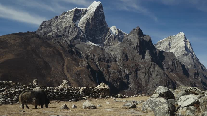 A large musk ox grazes on grass with a rocky mountain peak towering above