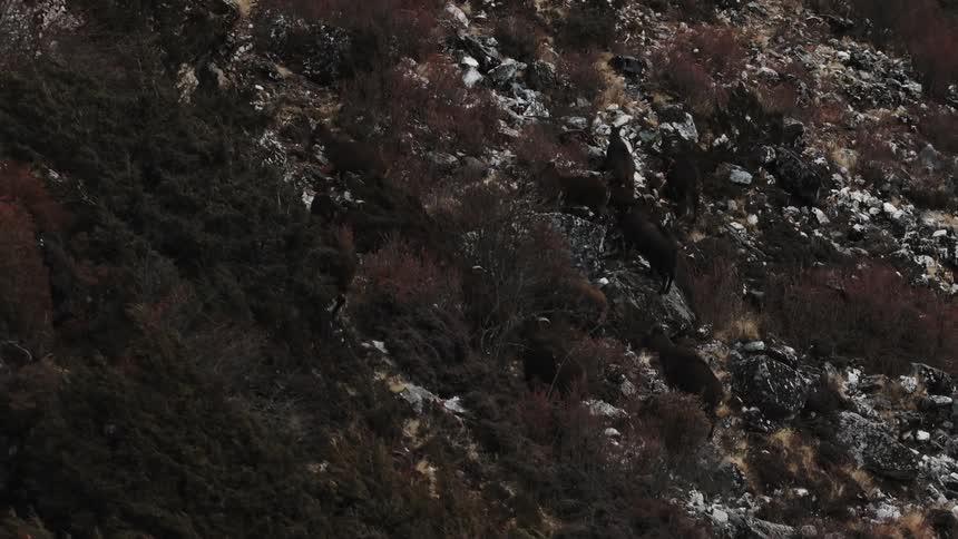 Animals climb a mountain slope