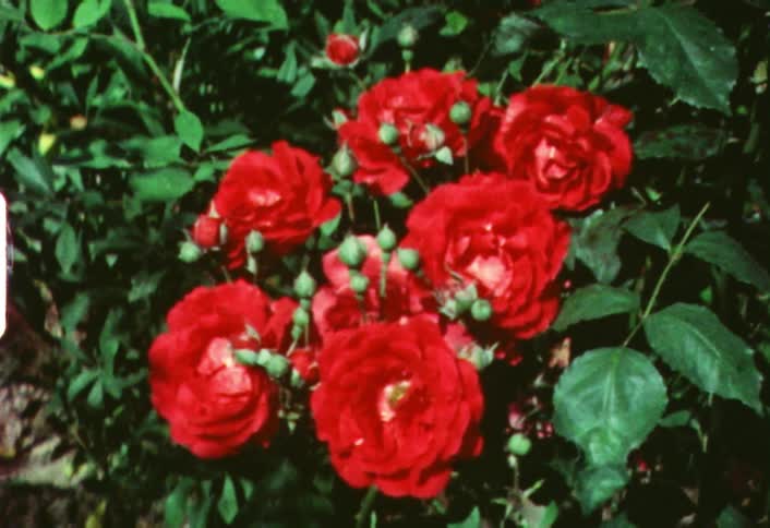 Red roses on a bush with many new buds