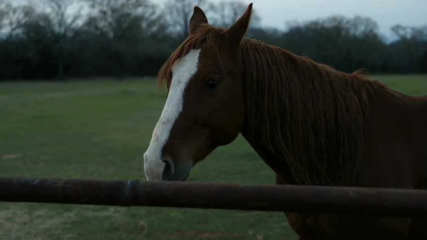 A horse is eating grass near a fence