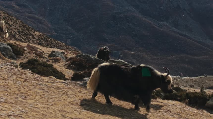 A view of a some mountain goats walking in a mountain range