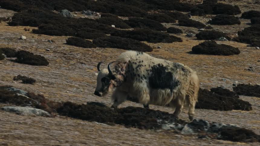 A yak walks slowly across flatland with dirt piles scattered everywhere