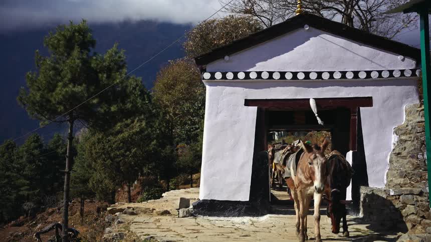 Horses and donkeys walking on a stone road in the middle of the mountains