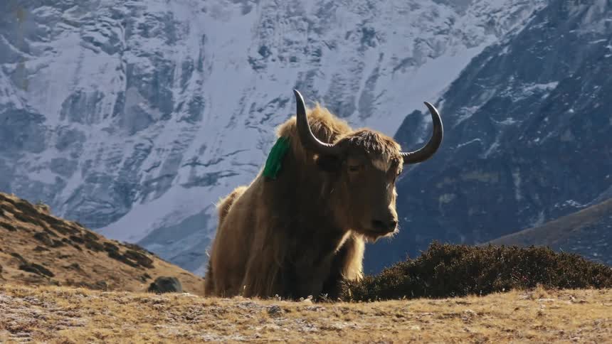Buffalo with horns and brownish fur in the middle of a mountain in winter