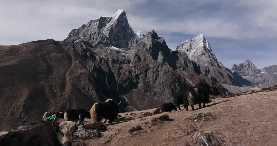 A herd of hairy bovine animals grazing on a plateau part of a mountain range