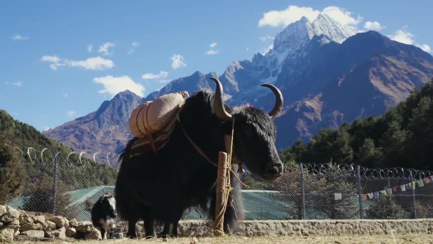 Wild horned buffaloes carrying sacks in a natural mountainous environment