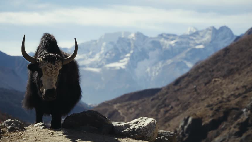 A bison on top of a mountain on a sunny day