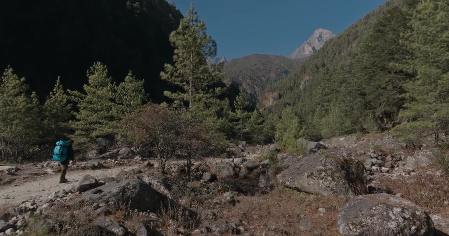 A person walking in a forest valley on a sunny day
