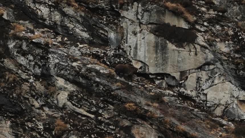 A large brown mountain goat descends down a rocky slope