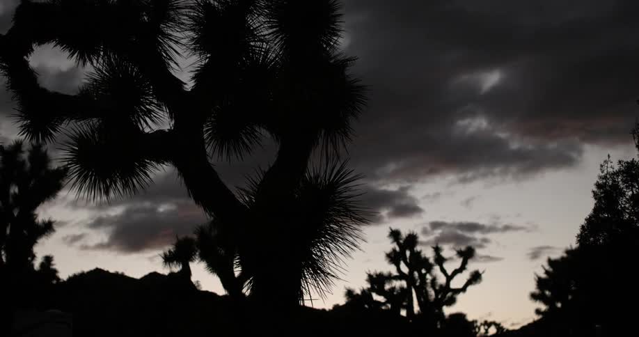 Clouds move over cactus in the desert at dusk