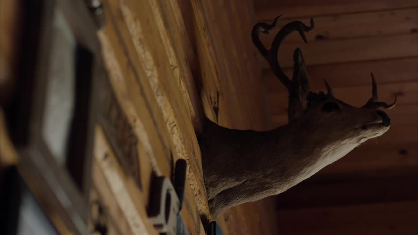 A deer head that is stuffed on the wall