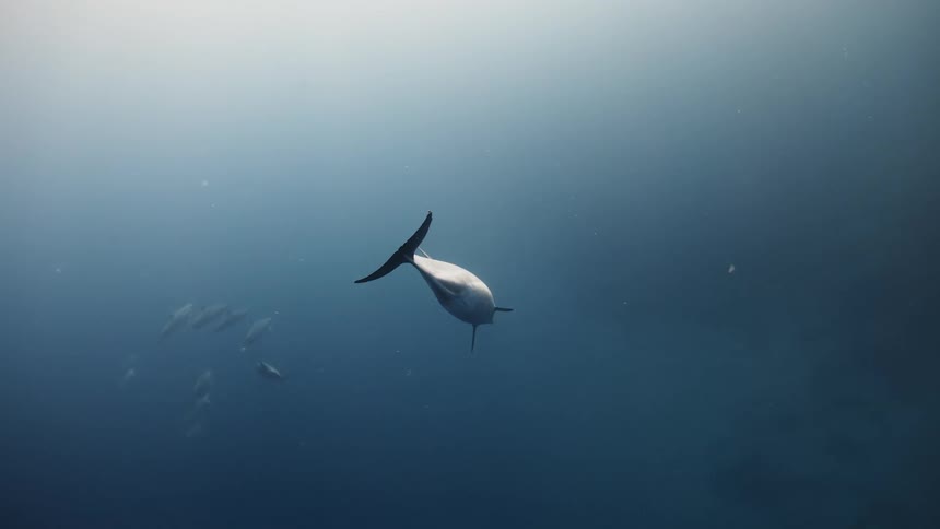 Dolphin swimming in a vast sea during the day