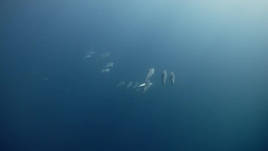 A pod of dolphins swimming together
